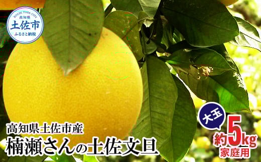 [先行予約]楠瀬さんの土佐文旦 家庭用大玉 約5kg 約5キロ 4L〜2L ぶんたん ブンタン フルーツ 柑橘 みかん 果物 くだもの 柑橘類 デザート おやつ さっぱり おいしい 甘い お取り寄せ 国産