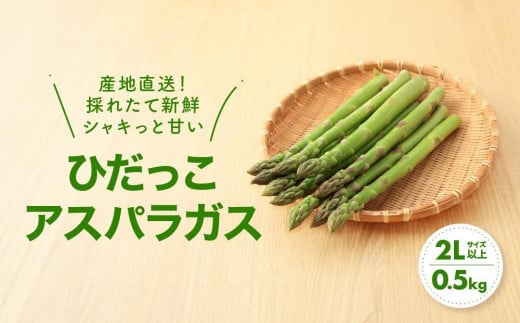 【2025年発送 先行受付】2Lサイズ以上 ひだっこアスパラガス 0.5kg アスパラ  野菜 やさい 産地直送 春  夏   採れたて グリーンアスパラガス 期間限定 ひだっこの里  CM003VC01