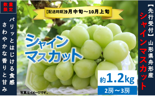 シャインマスカット約1.2kg（2～3房）数量限定 2024年先行予約 9月中旬から10月上旬発送｜ふるラボ