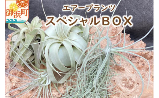 三重県御浜町のふるさと納税 エアープランツスペシャルBOX エアープランツ ティランジア 詰め合わせ 観葉植物 植物 エアプランツ 園芸 インテリア ギフト セット 詰め合わせ 三重県 御浜町