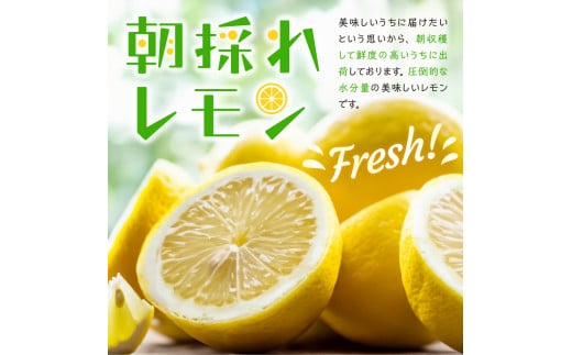 大崎下島産 栽培期間中農薬不使用 瀬戸内レモン 10kg 国産 広島県産 檸檬 レモン生産量日本一の広島 フレッシュレモン 朝採れ 朝収穫 産地直送  送料無料 果物 フルーツ ジュース ビタミンC 料理 爽やか スイーツ カクテル - 広島県呉市｜ふるさとチョイス - ふるさと納税 ...