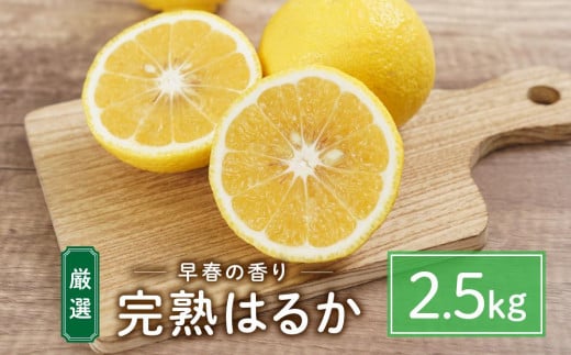 厳選！早春の香り！完熟はるか（2.5kg）2024年2月中旬～3月上旬 発送予定 フルーツ お取り寄せ 産地直送 もりの農園