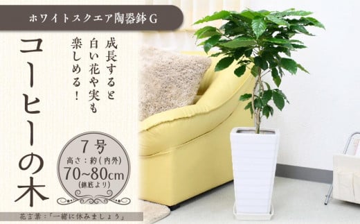 【観葉植物】コーヒーの木 7号 ホワイトスクエア陶器G 土の表面:ウッドチップ【観葉植物 植物 鉢付 インテリア 部屋 室内 オフィス 癒し エコ グリーン マイナスイオン リラックス オシャレ おしゃれ ギフト プレゼント 贈り物 人気 おすすめ  福岡県筑前町 送料無料 AG018】