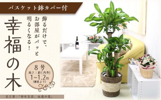 【観葉植物】幸福の木 8号 ストライプバスケット鉢カバー 高さ:約1m～1.2m(鉢底より) 【観葉植物 植物 鉢付 インテリア 部屋 室内 オフィス 癒し エコ グリーン マイナスイオン リラックス オシャレ おしゃれ ギフト プレゼント 贈り物 人気 おすすめ  福岡県筑前町 送料無料 AG008】