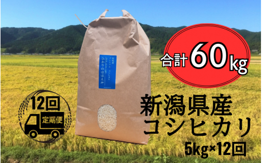 【先行予約】新米〈12回定期便〉 令和6年産 五泉産 コシヒカリ 精米 5kg (5kg×1袋) 新潟県 五泉市 株式会社蛇場農産（2024年10月上旬以降順次発送） 1463152 - 新潟県五泉市