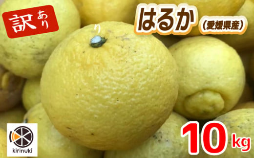 【2月上旬から発送予定】はるか 10キロ（ 訳あり ）|  はるか みかん 訳あり 柑橘  みかん 訳あり 柑橘  みかん 訳あり 柑橘 10kg 愛媛県 松山市 1348839 - 愛媛県松山市