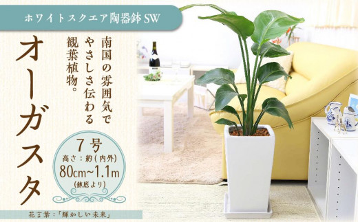 【観葉植物】オーガスタ 7号 ホワイトスクエア陶器鉢SW 土の表面:ウッドチップ 【観葉植物 植物 鉢付 インテリア 部屋 室内 オフィス 癒し エコ グリーン マイナスイオン リラックス オシャレ おしゃれ ギフト プレゼント 贈り物 人気 おすすめ  福岡県筑前町 送料無料 AG015】