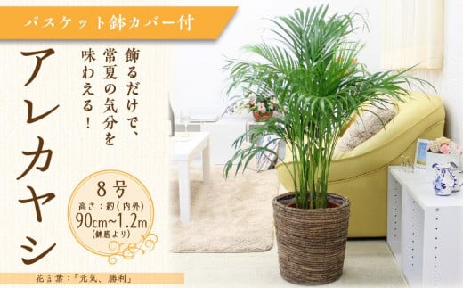 【観葉植物】アレカヤシ 8号 ブラウンバスケット鉢カバー 土の表面:ウッドチップ 【観葉植物 植物 鉢付 インテリア 部屋 室内 オフィス 癒し エコ グリーン マイナスイオン リラックス オシャレ おしゃれ ギフト プレゼント 贈り物 人気 おすすめ  福岡県筑前町 送料無料 AG020】