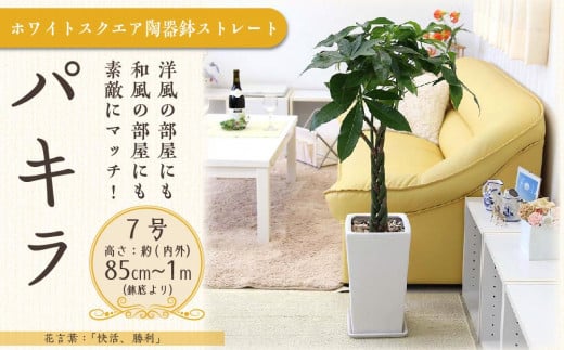 [観葉植物]パキラ 7号 ホワイトスクエア陶器鉢 ストレート 高さ:約85cm〜1m内外(鉢底より)[観葉植物 植物 鉢付 インテリア 部屋 室内 オフィス 癒し エコ グリーン マイナスイオン リラックス オシャレ おしゃれ ギフト プレゼント 贈り物 人気 おすすめ 福岡県筑前町 送料無料 AG007]