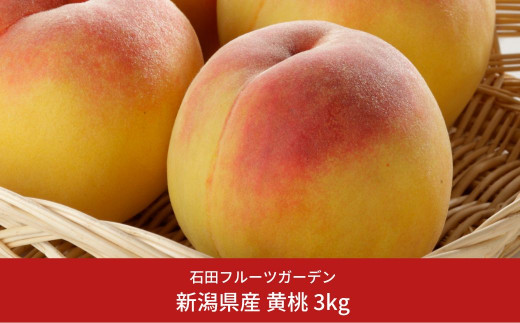 先行予約 黄桃 約3kg (9～11個入)  [2025年発送分] 令和7年産 新潟県産黄桃 新潟フルーツ [石田フルーツガーデン] 【015P059】 867119 - 新潟県三条市