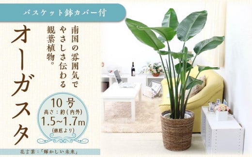 【観葉植物】オーガスタ 10号 ブラウンバスケット鉢カバー 土の表面:ウッドチップ【観葉植物 植物 鉢付 インテリア 部屋 室内 オフィス 癒し エコ グリーン マイナスイオン リラックス オシャレ おしゃれ ギフト プレゼント 贈り物 人気 おすすめ  福岡県筑前町 送料無料 AG009】