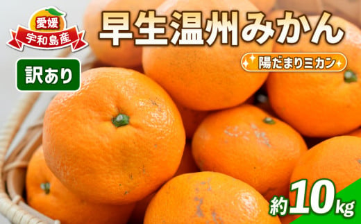 訳あり 愛媛 みかん 早生 温州 10kg 陽だまりミカン 先行予約 早生温州 早生みかん 温州みかん 果物 くだもの 愛媛みかん 愛媛ミカン 愛媛蜜柑 愛媛県産 訳アリ 訳あり品 訳有り わけあり フルーツ 柑橘  蜜柑 農家直送 産地直送 数量限定 国産 愛媛 宇和島 B010-050006 1466109 - 愛媛県宇和島市