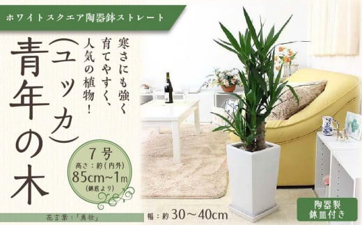 [観葉植物]青年の木(ユッカ) 7号 ホワイトスクエア陶器鉢 ストレート [観葉植物 植物 鉢付 インテリア 部屋 室内 オフィス 癒し エコ グリーン マイナスイオン リラックス オシャレ おしゃれ ギフト プレゼント 贈り物 人気 おすすめ 福岡県筑前町 送料無料 AG023]