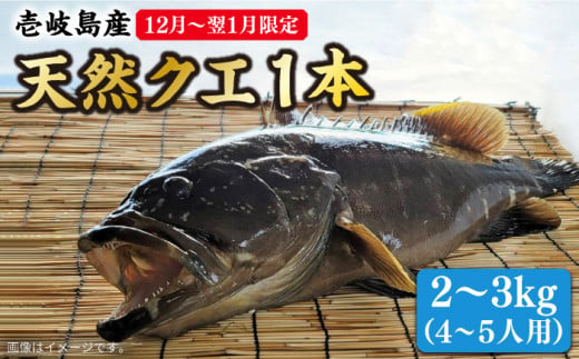 【12月〜翌1月限定】 天然 クエ 丸もの 1本 2〜3kg（鍋・刺身4〜5人用）《壱岐市》【丸和水産】 [JCJ023] クエ くえ 冷蔵 直送 海鮮 鮮魚 刺身 刺し身 お刺身 クエ鍋 くえ鍋 1本 1匹 高級魚 80000 80000円 8万円 638238 - 長崎県壱岐市