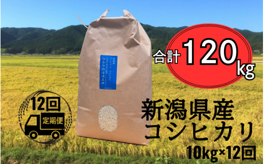 【先行予約】新米〈12回定期便〉 令和6年産 五泉産 コシヒカリ 精米 10kg (10kg×1袋) 新潟県 五泉市 株式会社蛇場農産（2024年10月上旬以降順次発送） 1463155 - 新潟県五泉市