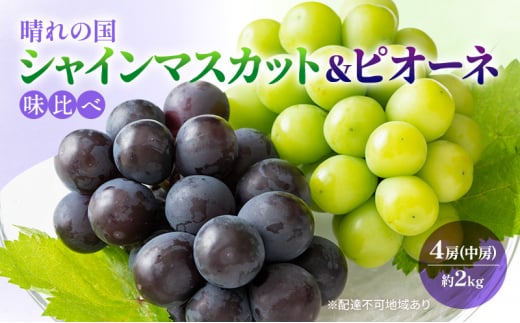 早期受付 ぶどう 晴れの国 シャインマスカット&ピオーネ 味比べ 4房(中房)化粧箱入り 岡山県 高梁市 ブドウ 葡萄 果物 フルーツ