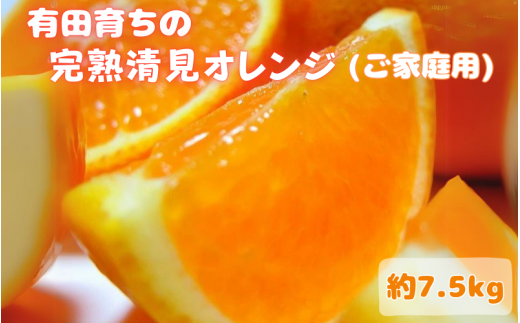 【2025年3月上旬～発送】有田育ちの完熟清見オレンジ(ご家庭用)　約7.5kg  ※北海道・沖縄・離島配送不可 / オレンジ 和歌山 くだもの 果物 フルーツ おれんじ 有田みかん 有田 みかん【ard018A】 1525179 - 和歌山県すさみ町