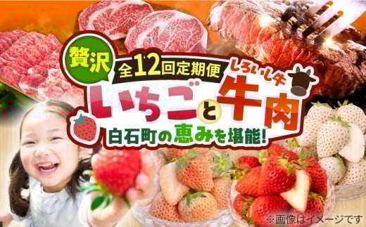 【先行予約】【12回定期便】産地直送！白石町産 いちごと牛肉の贅沢定期便 [IZZ010] 283739 - 佐賀県白石町