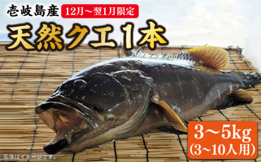 【12月〜翌1月限定】 天然 クエ 丸もの 1本 3〜5kg（鍋・刺身 5〜10人用） 《壱岐市》【丸和水産】 [JCJ024] クエ くえ 冷蔵 直送 海鮮 鮮魚 刺身 刺し身 お刺身 クエ鍋 くえ鍋 1本 1匹 高級魚 134000 134000円 638239 - 長崎県壱岐市