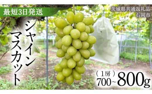 【最短3日発送】 シャインマスカット 700g ～ 800g ( 1房 ) ( 茨城県共通返礼品 石岡市 ) 数量限定 フルーツ 果物 マスカット ぶどう 葡萄 ブドウ 旬 国産 産地直送 [FB007sa]