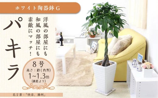 【観葉植物】パキラ 8号 ホワイト陶器鉢 G 高さ:約1m～1.3m内外(鉢底より)【観葉植物 植物 鉢付 インテリア 部屋 室内 オフィス 癒し エコ グリーン マイナスイオン リラックス オシャレ おしゃれ ギフト プレゼント 贈り物 人気 おすすめ  福岡県筑前町 送料無料 AG011】