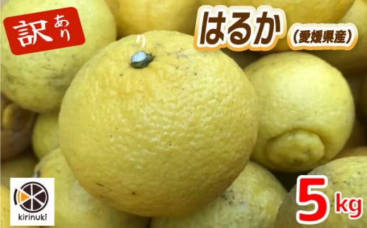 【2月上旬から発送予定】はるか 5キロ（ 訳あり ）|  はるか みかん 訳あり 柑橘  みかん 訳あり 柑橘  みかん 訳あり 柑橘 5kg 愛媛県 松山市 1348838 - 愛媛県松山市