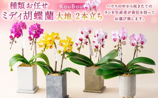 ミディ胡蝶蘭 KouBou 大地 2本立ち 洋蘭 観賞用 贈答用 植物