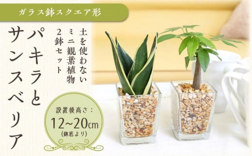 【観葉植物】土を使わないで清潔なミニ観葉植