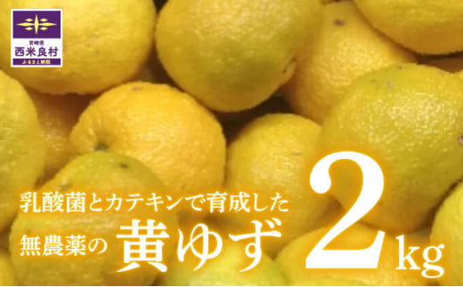 乳酸菌とカテキンで育成したこだわりの黄ゆず2キロ※11月より順次発送