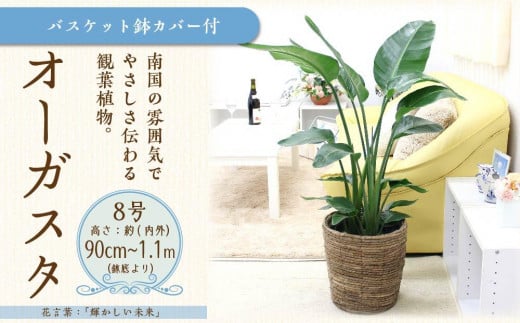 【観葉植物】オーガスタ 8号 ブラウンバス