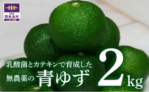 乳酸菌とカテキンで育成したこだわりの青ゆず2キロ※8月中旬より発送開始