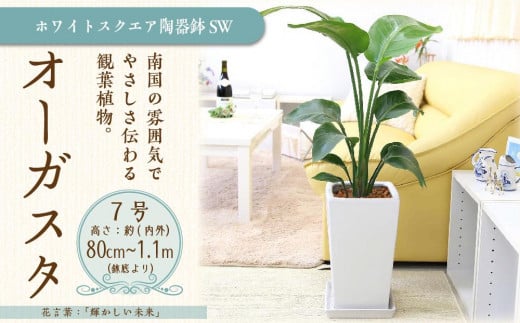 【観葉植物】オーガスタ 7号 ホワイトスク