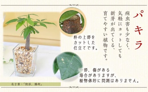 福岡県筑前町のふるさと納税 【観葉植物】土を使わないで清潔なミニ観葉植物 ゼオライト植え・ガラス鉢 スクエア形 2鉢セット（パキラとサンスベリア）【観葉植物 植物 鉢付 インテリア 部屋 室内 オフィス 癒し エコ グリーン マイナスイオン リラックス オシャレ おしゃれ ギフト プレゼント 贈り物 人気 おすすめ  福岡県筑前町 送料無料 AG035】