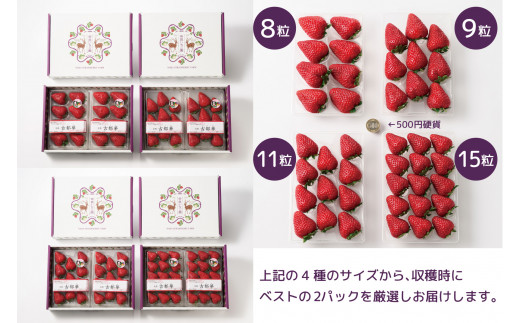 数量限定☆特大‼️新鮮朝採りいちご 楽天市場】【ふるさと納税】 限定 定期便 いちご イチゴ とち