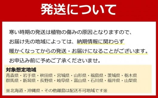 福岡県筑前町のふるさと納税 【観葉植物】土を使わないで清潔なミニ観葉植物 ゼオライト植え・ガラス鉢 スクエア形 2鉢セット（パキラとサンスベリア）【観葉植物 植物 鉢付 インテリア 部屋 室内 オフィス 癒し エコ グリーン マイナスイオン リラックス オシャレ おしゃれ ギフト プレゼント 贈り物 人気 おすすめ  福岡県筑前町 送料無料 AG035】