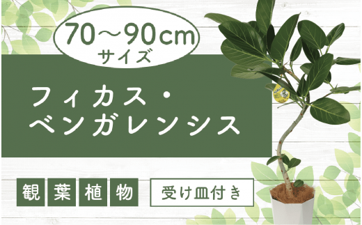 【観葉植物】フィカス・ベンガレンシス曲がり70cm～90cm(鎌ヶ迫園芸場/014-1466) 観葉植物 植物 鉢付 インテリア 室内 オフィス おしゃれ プレゼント ギフト 開店祝い 移転祝い マイナスイオン【配送不可地域：北海道・沖縄県・離島】