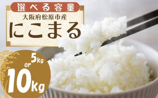 米 令和6年産 にこまる 10kg お米 精米 米 ごはん ご飯 10月配送 先行予約 2024年産 ブランド 米 おすすめ 米 産地直送 白米 白飯 ライス お粥 おにぎり 新米 大阪産 にこまる 備蓄 災害 防災 大阪府 松原市 1466857 - 大阪府松原市