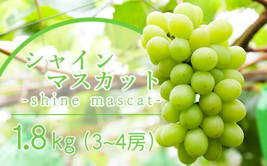 《 数量限定 》 【 令和6年産 】 シャインマスカット 1.8kg 3 ～ 4房 ぶどう〔  9月中旬 ～ 下旬頃お届け 〕 2024年産 農家直送 産地直送  1319943 - 山形県米沢市