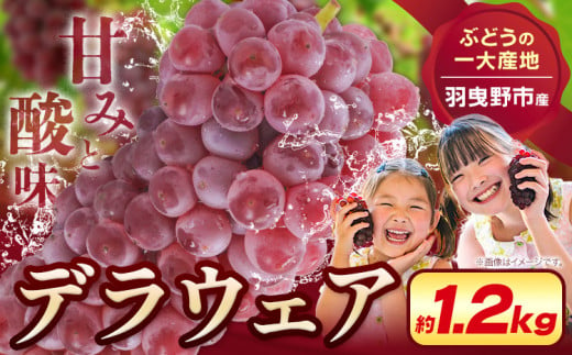 デラウェア【2025年先行予約】【一大産地からのお届け】デラウェア 約1.2kg《2025年7月上旬-8月中旬頃出荷》デラウェア ぶどう 葡萄 ブドウ 一大産地 大阪府 羽曳野市 種無しぶどう 産地直送 送料無料