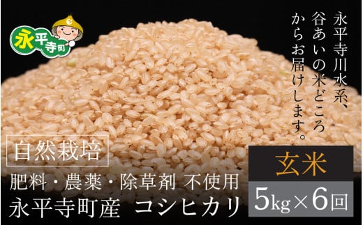 【先行予約】【令和6年産 新米】【6ヶ月連続お届け】自然栽培米 永平寺町産 コシヒカリ 【玄米】５kgx6ヶ月（計30kg）無農薬 化学肥料  除草剤 不使用 福井県 永平寺 定期便 1466161 - 福井県永平寺町