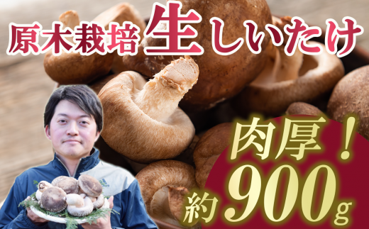 肉厚!原木しいたけちゃん　900g＜離島・沖縄配送不可＞【しいたけ 椎茸 原木 きのこ 肉厚 香り 野菜 国産 大容量 農薬不使用 化学肥料不使用 最高品質 農園 人気 おすすめ】 1466646 - 茨城県つくば市