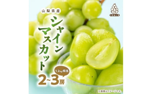 ＜訳あり＞ 池田青果のシャインマスカット2房～3房(1.2kg相当) ふるさと納税【1544093】 1466901 - 山梨県山梨市