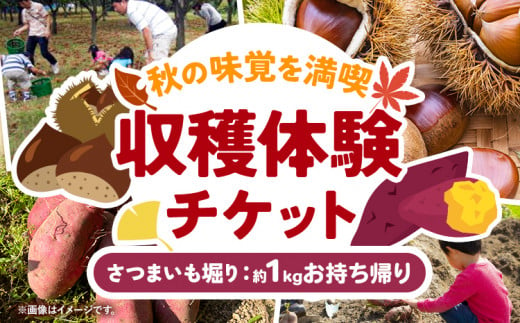 収穫体験 チケット さつまいも掘り 約1kgお持ち帰り 有限会社水野果樹園《30日以内に出荷予定(土日祝除く)》千葉県 流山市 収穫 体験 サツマイモ 体験 野菜 1722609 - 千葉県流山市