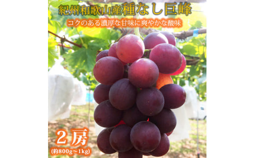 紀州和歌山産の種なし巨峰ぶどう２房（約800g〜1kg）※2025年8月上旬頃〜2025年9月上旬頃に順次発送予定 / ぶどう ブドウ 葡萄 種無し フルーツ 果物 くだもの【uot814】 1466999 - 和歌山県紀美野町