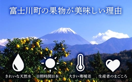 山梨県富士川町のふるさと納税 【2025年発送分 先行予約】頬張る幸福感　～緑の宝石・シャインマスカット～　３ｋｇ以上（４～６房） フルーツ 山梨県産 果物 シャイン マスカット ぶどう ブドウ 大粒 種なし 種無し 先行予約 富士川町