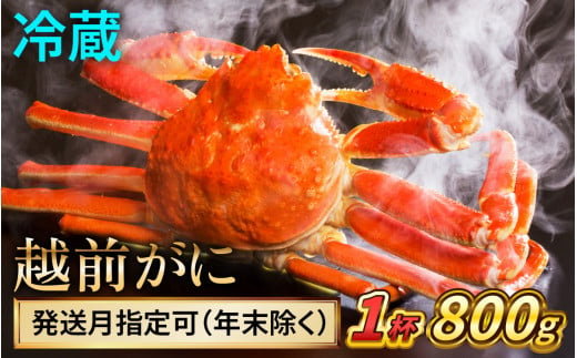 【配送月指定可】【先行予約】越前がに 800ｇ×1ハイ【2024年11月7日より順次発送】｜蟹 かに カニ 越前ガニ 越前がに ズワイガニ ずわいがに ボイル 800g 1杯 1ハイ 福井 冷蔵 送料無料 1469049 - 福井県小浜市