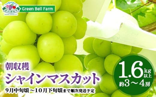 [朝収穫]シャインマスカット1.6kg以上(約3〜4房)[Green Bell Farm] 2024年発送 ※9月中旬頃〜10月下旬頃まで順次発送予定