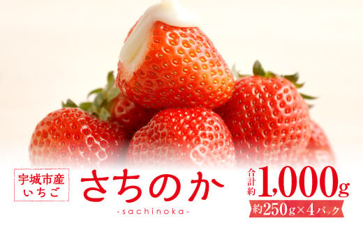 【1月発送】宇城市産いちご「さちのか」約250g×4パック【わたなべいちご園】 367336 - 熊本県宇城市