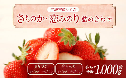 【4月発送】宇城市産いちご 「さちのか」「恋みのり」詰め合わせ 各約250g×2パック 計4パック 【わたなべいちご園】 367329 - 熊本県宇城市