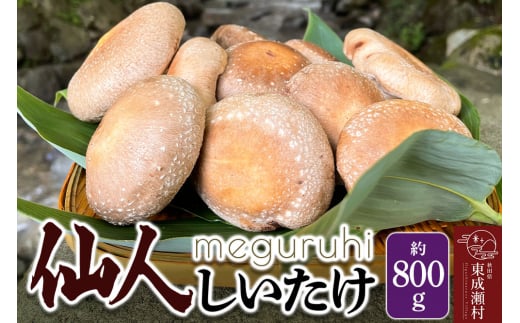 meguruhi 仙人しいたけ 約800g